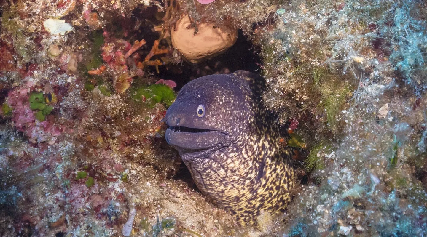 discover-the-mediterranean-moray-eel-nausicaa